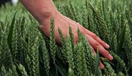 Cereals & Oilseeds - AHDB Strategy - Town Hall Discussion